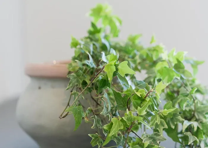 Captain's In Olive Grove Appartamento *