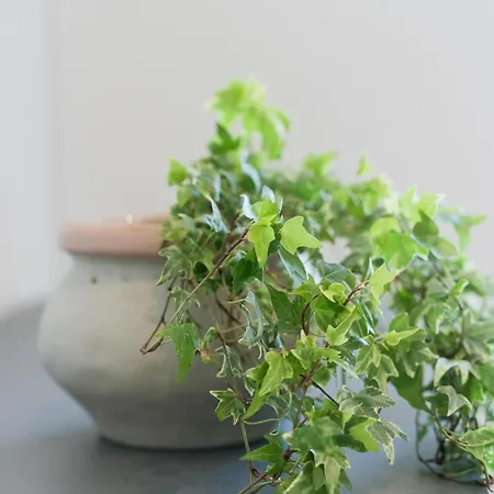 Captain's In Olive Grove Lejlighed *